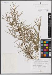 Foto von Salix eleagnos subsp. angustifolia (Cariot) Rech. f.